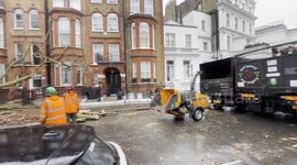 Fallen Tree In South Kensington, London.