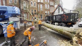 Fallen Tree In South Kensington, London.