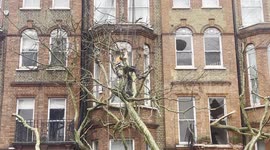 Fallen Treet In South Kensington, London.
