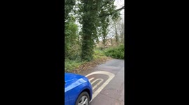 Group of drivers clear tree blocking Kent road in 20 minutes