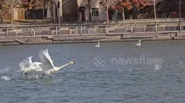Enjoy winter wonderland of graceful swans in Xinjiang, China
