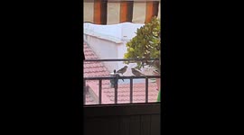 Cute birds eating seed in a coffee cup . .........................................................