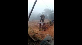 Wild elephant