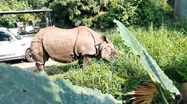 Grazing one horn rhino