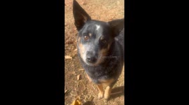 Water-Loving Dog Digs Trench