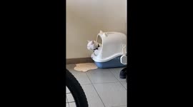 Cat Startled By It's Own Smell