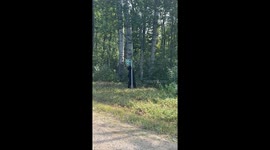 Bear Scratches His Back on a Road Sign