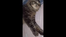 Belly Rubs Make Cat Like Air