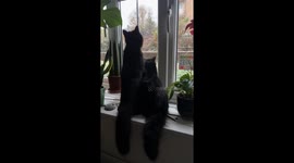 Void Cats' First Snow Fall