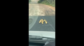 Cute ducklings blocking the road in Hainan, China