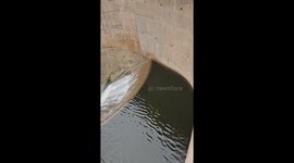 Carps fall into water funnel at a dam in Córdoba, Argentina