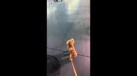 Puppy imitates rooster's crow in Shandong, China