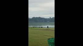 Two individuals chased by buffaloes, caught on video in Pati, Indonesia