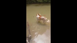 Pet dog covered by butterflies while taking a bath in Madre de Dios, Peru