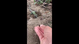 Pet lizards chasing food in Felisburgo, Minas Gerais, Brazil