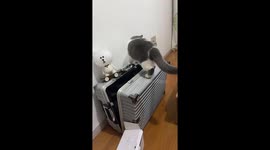 Curious cat fell into suitcase in Hebei province, China