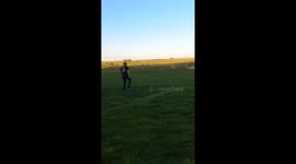 Man chases sheep but fails in Buenos Aires, Argentina