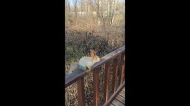 Squirrel jumps onto person in Xinjiang Province, China