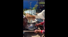 Shiba Inu enjoying a bath with grandmother in Heilongjiang, China