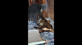 Very strange friendship between two breeds. But that are still love and taking care of each other.