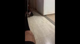 Chihuahua walks with tiny, funny steps in Caicedonia, Colombia