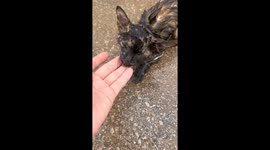 Motorcycle rider pulls over to rescue kitten and care for it at home