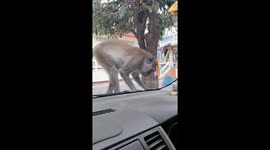 Curious wild monkey climbs onto car to play with windscreen wiper