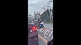 Stray dog waits patiently to use road crossing