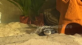 Marsh turtle yawns adorably in China