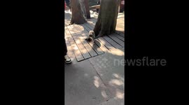 Cat seemingly frozen in time stuns tourists at Chinese hotspot