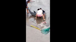 Rescuers save stranded dolphin in China