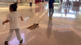 Lazy corgi captures hearts in Chinese mall