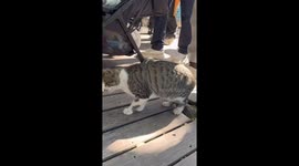 Cat frozen in hunting pose captivates in China