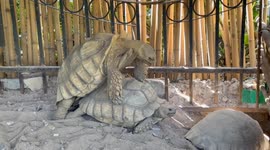 Turtley unexpected : loud love in the Afternoon at Pattaya, Thailand.