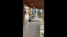 Wild monitor lizard probes shop door for an entry point