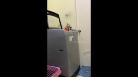 Kitty climbs out the washing machine with her blanket