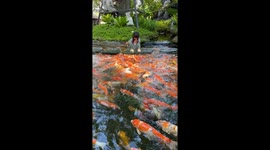 An amazing fish pond at a cafe outside Pattaya Thailand,  little girl gives them food which causes a feeding frenzy.