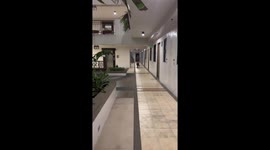 Excited pet dog crashes while bounding over to owner