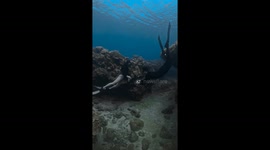 Freediver makes underwater proposal to his girlfriend