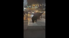 Black Bear Raids Dumpster in Downtown Gatlinburg