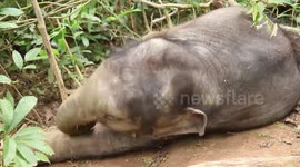 Rescued wild elephant calf in SW China makes good recovery