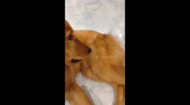 Puppy tries to bite golden retriever's tail in Chongqing, China
