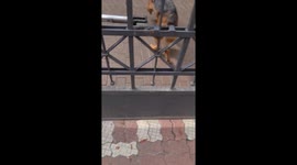 Dog Behind Gate Plays Fetch With a Rock