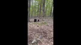 Mama Bear and Cubs Play on Hammock