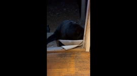 Black Bear Relaxes in Doorway