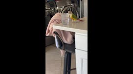 Parrot Pushes Water Cup Off Kitchen Counter