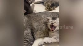Cat family has black fur on heads that look like mohawk hairstyle