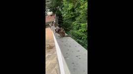 Marmoset Monkey Carries Babies on Back