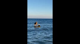 Golden Retriever Surfs Jersey Shore