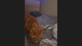 Cat Completes Almost Perfect Heist